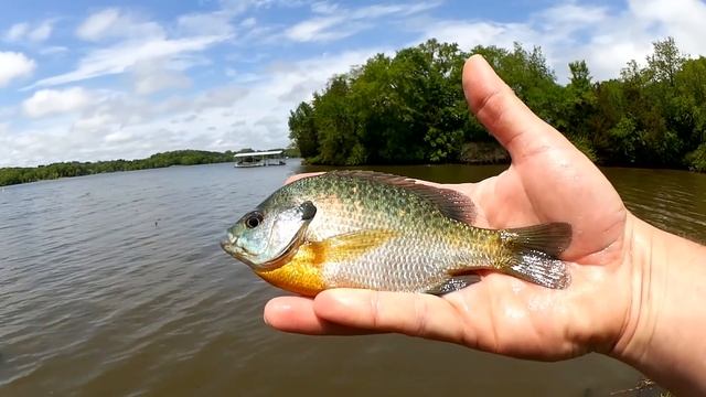 GULP Minnow vs GULP Worm - Beginner Friendly Baits for Bank Fishing! смотреть онлайн