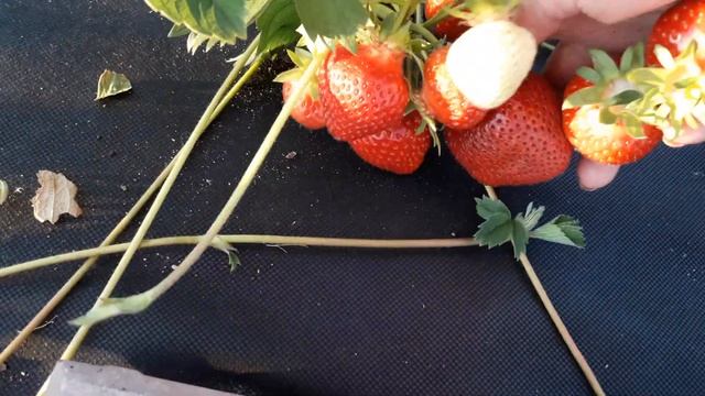 Арианна - клубника раннего срока созревания (Итальянский сорт) смотреть онлайн