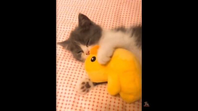 Смешные реакции кошек и собак на игрушки???? - смешное видео, приколы, смотреть онлайн смотреть онлайн