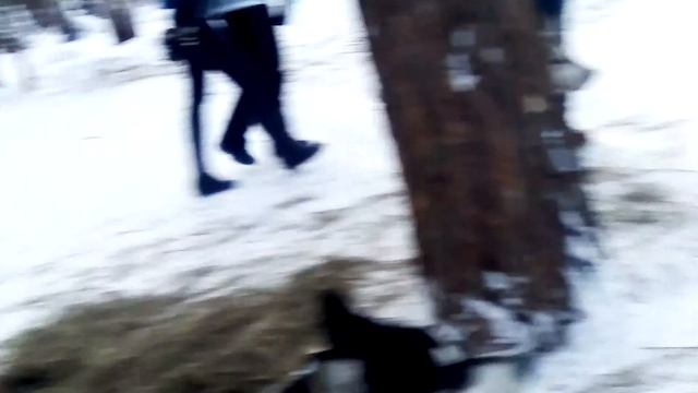 Хаски лэнд ?? смотреть онлайн