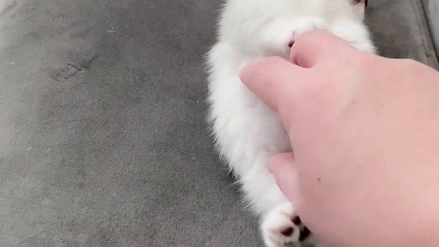 Kitten Playtime, Scottish Munchkin смотреть онлайн