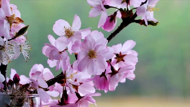 Музыка для Релаксации, Расслабления Тела смотреть онлайн