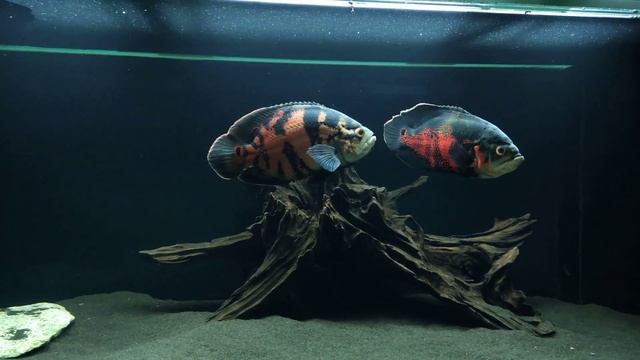Oscar Fish - Astronotus Ocellatus 4K 60fps - Amazing Tiger Apollo смотреть онлайн