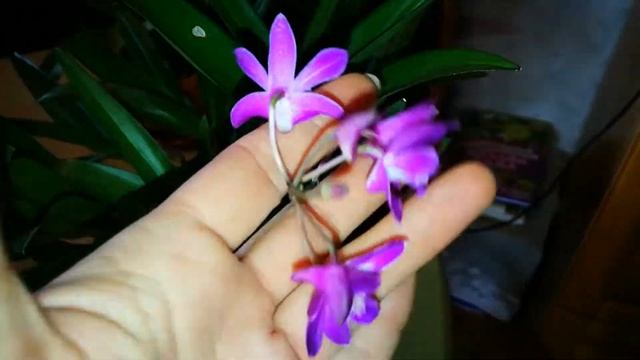 КАМБРИИ. И МОЙ УХОД. смотреть онлайн