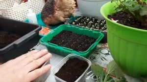 Размножаю Герань проверенным способом, черенкую Королевскую пеларгонию