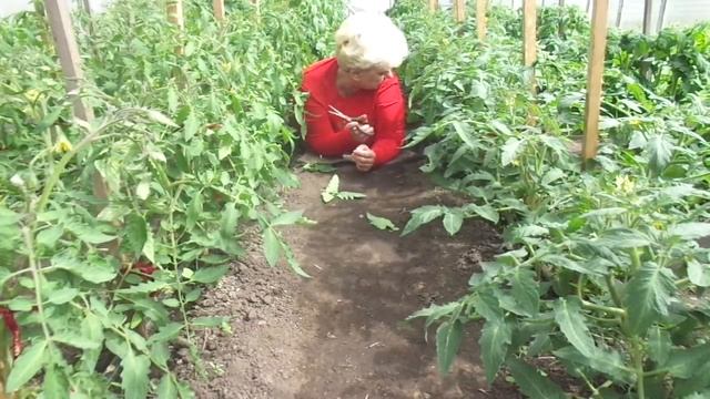 ВТОРАЯ ОБРЕЗКА ЛИСТЬЕВ И ПАСЫНКОВ. Ольга Чернова. смотреть онлайн