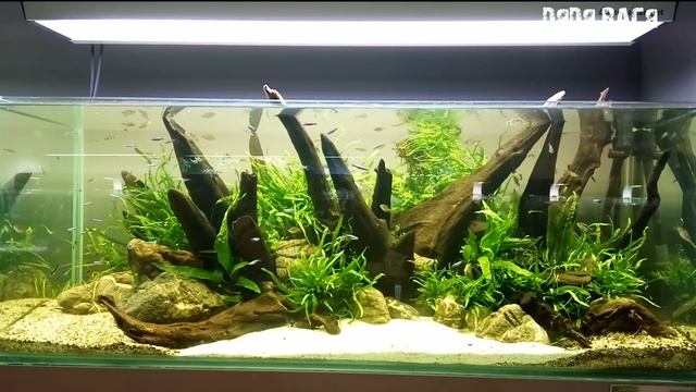 Мутная вода в новом аквариуме после запуска! Причины помутнения воды в аквариуме!! Что делать! смотреть онлайн