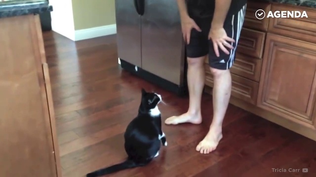 ласковые котики смотреть онлайн