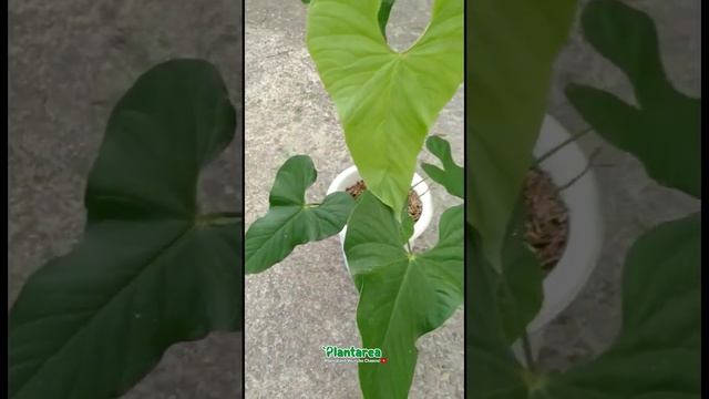 Exotic Plant Anthurium Balaoanum | Plantarea смотреть онлайн