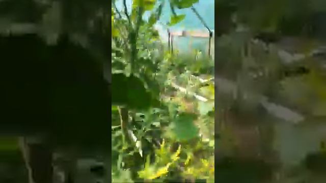 Формировка черри смотреть онлайн