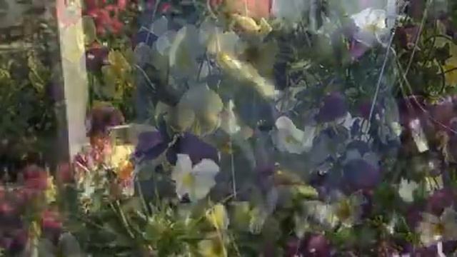 Cool Wave Pansies смотреть онлайн