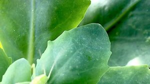 Маленький, зелёненький кузнечик. Little green grasshopper.