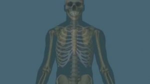 Скелет - Анатомия просто!