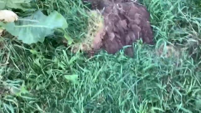 Новые посадки клубники и малины смотреть онлайн