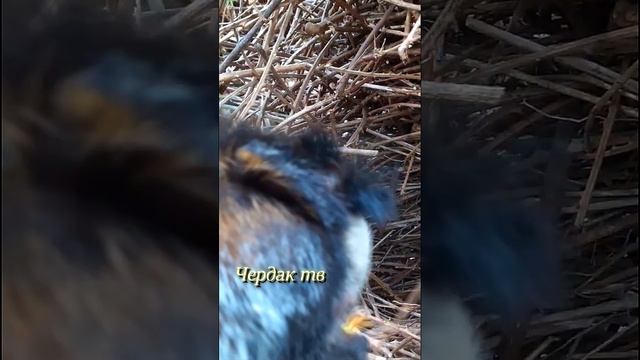 Обезьяна ест птенцов смотреть онлайн