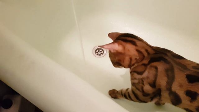 Бенгальский кот любит воду
