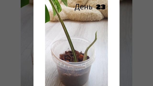 Монстера Альба. Рождение нового листа смотреть онлайн