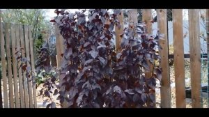 Слива краснолистная декоративная Писсарди. Яркое украшение сада, необычное цветение и плоды.