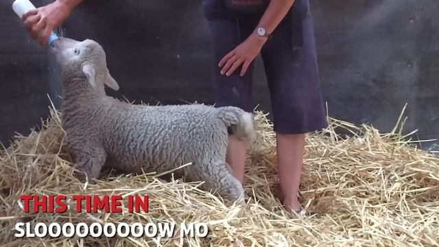 Lamb Lamb Tails смотреть онлайн