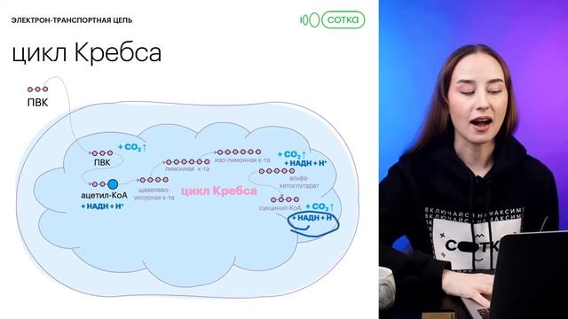 Электронтранспортная цепь на ЕГЭ | ЕГЭ БИОЛОГИЯ 2022 | СОТКА