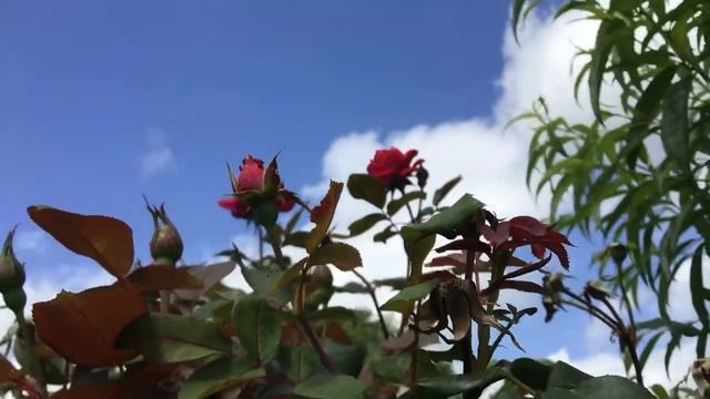 Стихотворение С ДНЁМ РОЖДЕНИЯ ВАЛЕНТИНА! ( Читает Автор Анна Юркин) смотреть онлайн