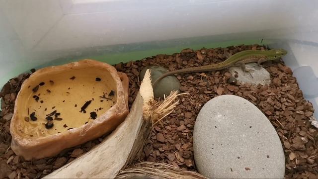 ВСЁ О СОДЕРЖАНИИ ПРЫТКОЙ ЯЩЕРИЦЫ! КАК СОДЕРЖАТЬ ПРЫТКУЮ ЯЩЕРИЦУ! EXO TOP