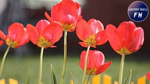 Тамила Сагаипова ЭТА ПЕСНЯ ЖИВЕТ ДО СИХ ПОР?Са Ирс Ду Догуш Хьа Карахь?2019