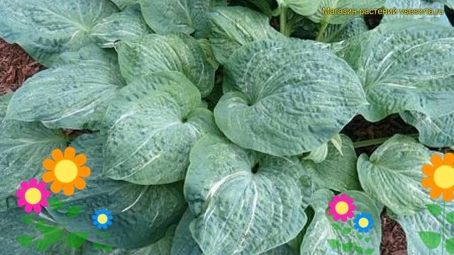 Хоста гибридная Сплит Милк. Краткий обзор, описание характеристик hosta hybr. Split Milk смотреть онлайн