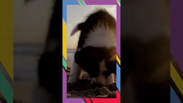 Dog Fun Facts 1 смотреть онлайн