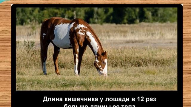 28 научных фактов о лошадях смотреть онлайн