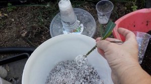 Олеандр, размножение черенками #черенкованиеолеандра