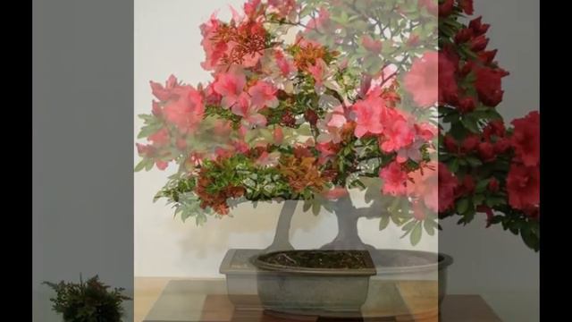 Rhododendron obtusum (Flamingo Kurume Azalea) смотреть онлайн