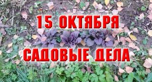 15 октября. Садовые дела.mp4