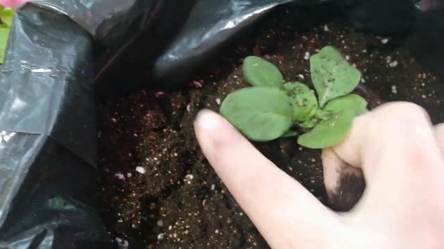 Первая перевалка Ампельной Петунии смотреть онлайн