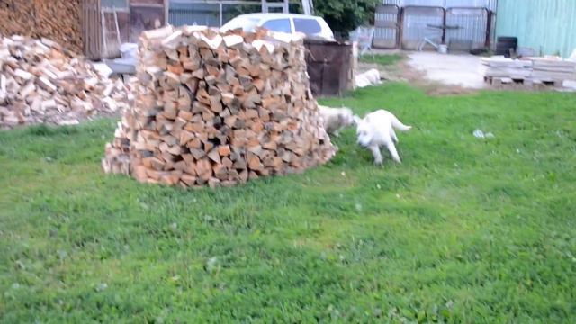 золотистые ретриверы - догонялки смотреть онлайн