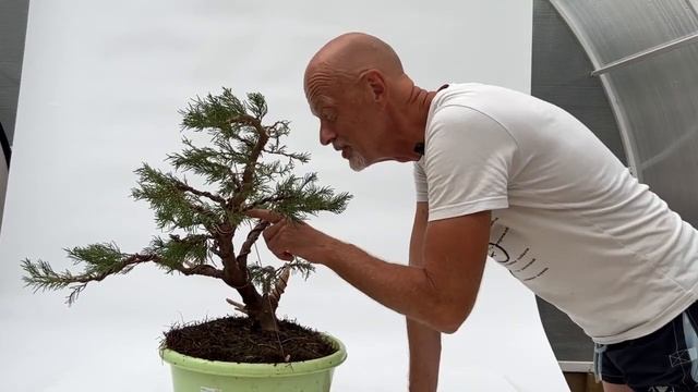 Бонсай из сосны и можжевельника: итоги практических занятий с Андреем Дарусенковым 7 июля 2022г. смотреть онлайн