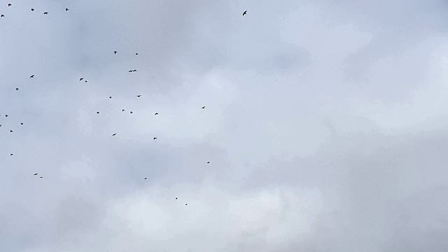 Птицы в небе смотреть онлайн