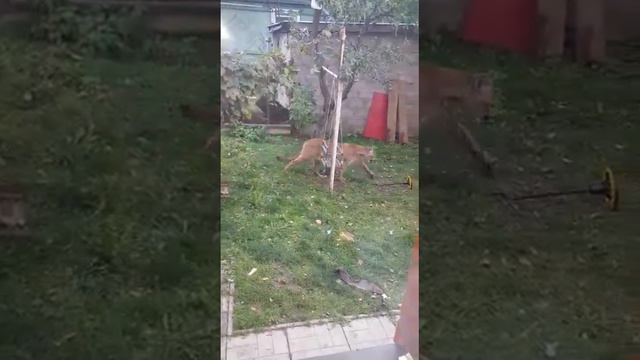 Пума в Одинцовском р-не с. Козино смотреть онлайн