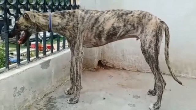 Rampur greyhound dog | देसी कुत्ते के बारे में जानकारी | Indian dog breeds vs foreign dog breeds | смотреть онлайн