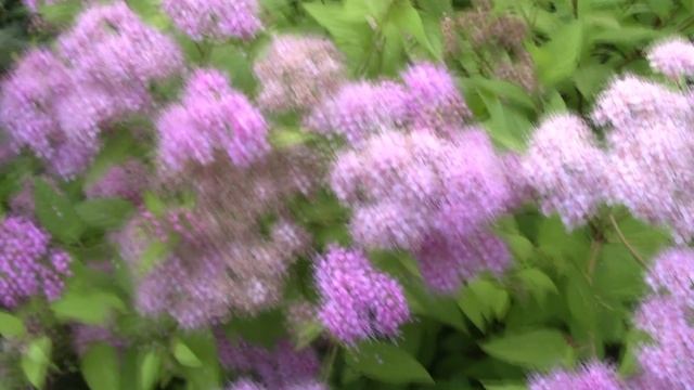 спирея..mp4 смотреть онлайн