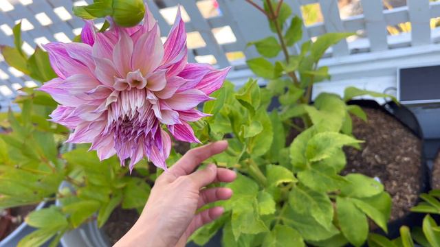 Dahlia Cafe Au Lait Royal - First Bloom Day-by-Day смотреть онлайн