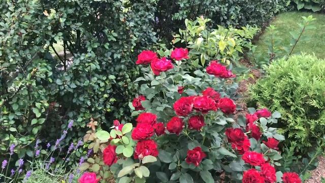 Прекрасный сад в пейзажном стиле смотреть онлайн