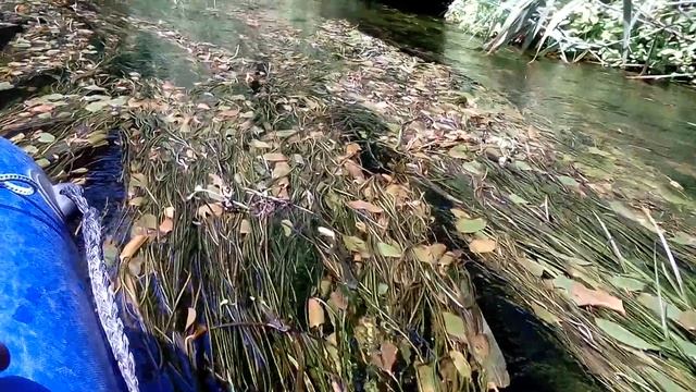 Плавни Ворсклы: прозрачная вода и красивые водоросли смотреть онлайн