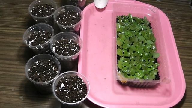 Выращивание глоксиний из семян Пикировка сеянцев глоксиний смотреть онлайн