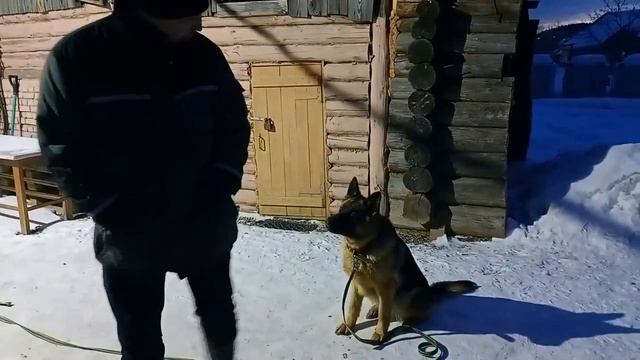 Дрессировка собак. Город Реж Свердловской области. НО Берта. Не много послушания и "кусачки". смотреть онлайн