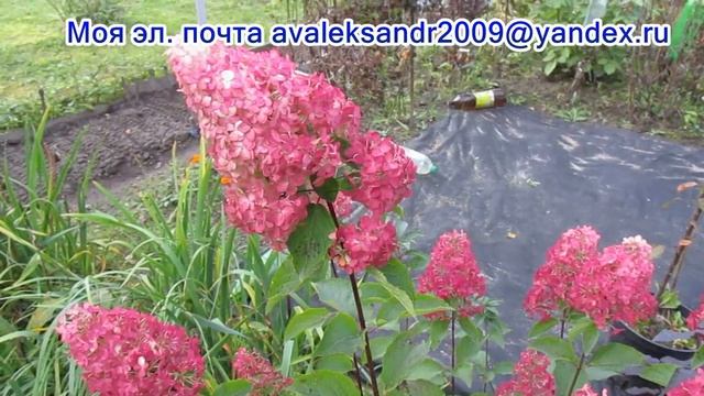 23 09 20г  Сравниваем гортензии метельчатые «Фрайз мельба» и «Ванилла Фрейз»