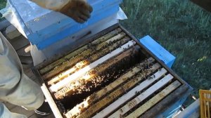 Роение пчел. Ранние признаки роения Что делать?