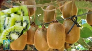 Вот какие ФРУКТЫ можно употреблять при САХАРНОМ ДИАБЕТЕ Самые полезные советы для ЗДОРОВЬЯ