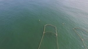 Северный морской лев Стеллера vs Ставного невода