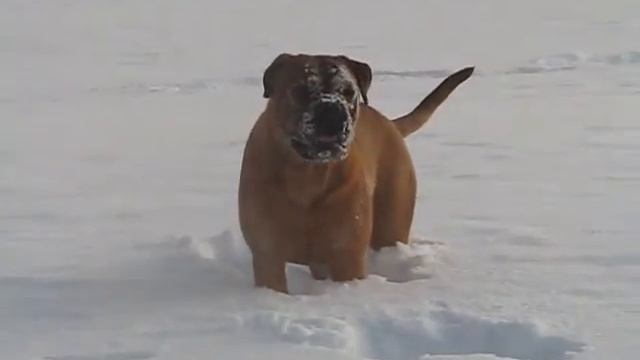 My Bullmastiff Girl Alva смотреть онлайн
